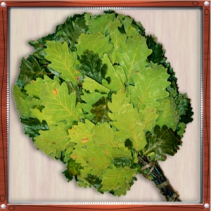 Веник КАВКАЗСКИЙ ДУБ в индивидуальной упаковке Веник КАВКАЗСКИЙ ДУБ в индивидуальной упаковке