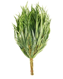 Веник ЭВКАЛИПТ в индивидуальной упаковке Веник ЭВКАЛИПТ в индивидуальной упаковке